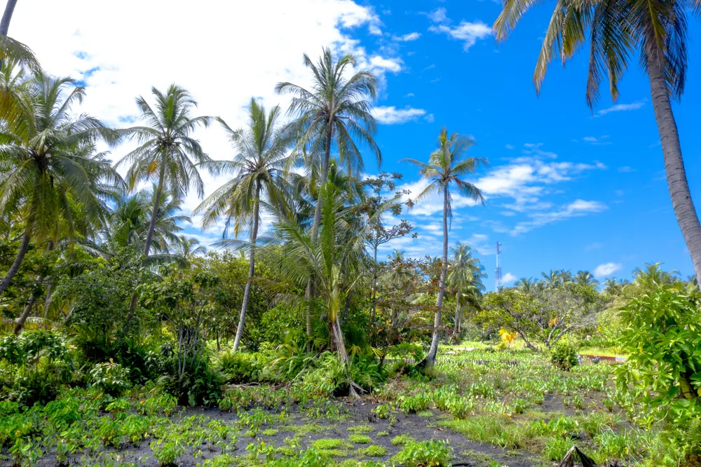 Travelers standing on a white sand beach framed by palm trees at a tropical resort