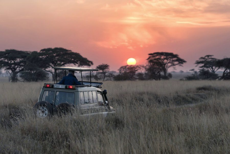Safari at sunset